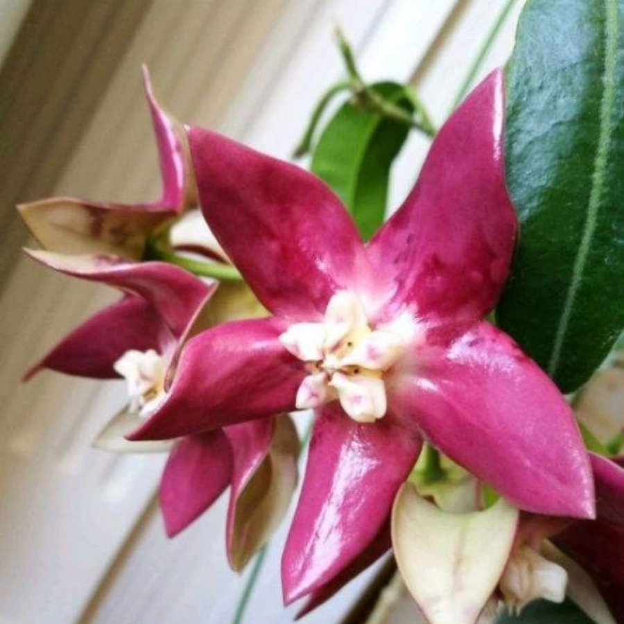 Express Nursing Healthcare Assistant Female Tunic